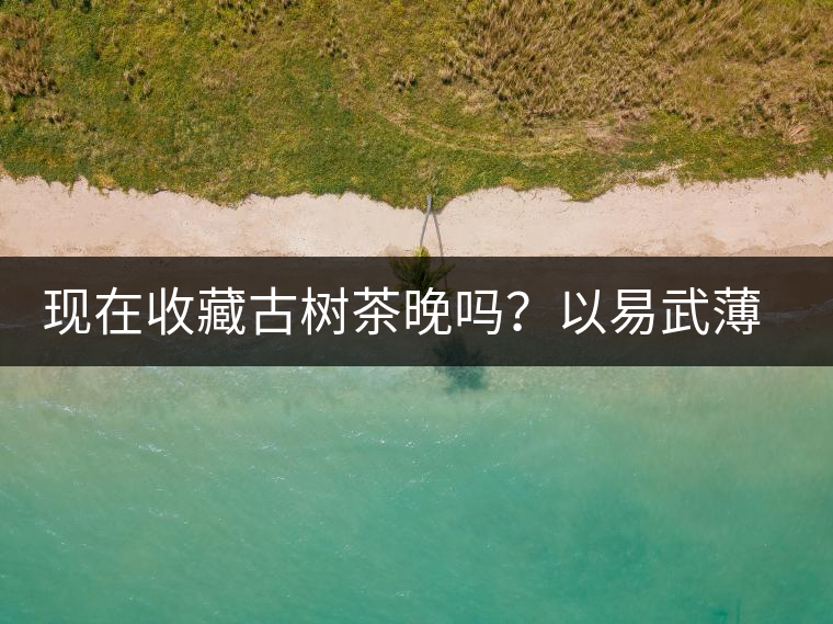 現(xiàn)在收藏古樹茶晚嗎？以易武薄荷塘古樹茶為例