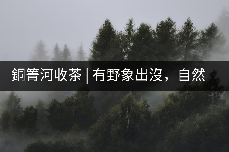 銅箐河收茶 | 有野象出沒，自然是好茶