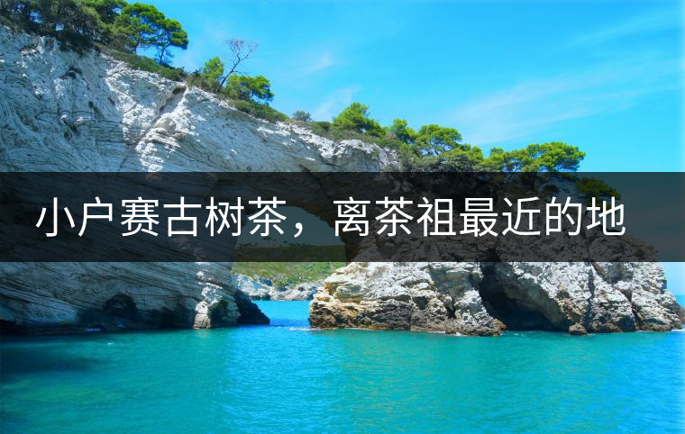 小戶賽古樹茶，離茶祖最近的地方！獨(dú)特的甜與凈！