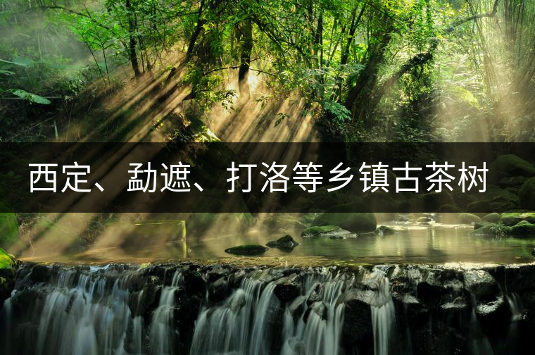西定、勐遮、打洛等鄉(xiāng)鎮(zhèn)古茶樹資源