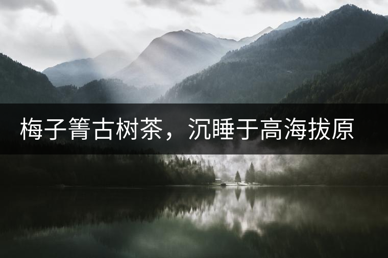 梅子箐古樹(shù)茶，沉睡于高海拔原生態(tài)的冰甜美人