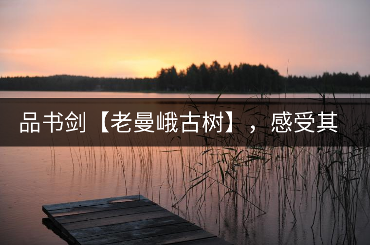 品書劍【老曼峨古樹】，感受其霸道苦韻