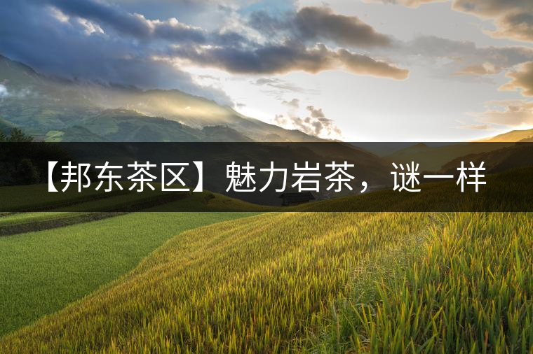 【邦東茶區(qū)】魅力巖茶，謎一樣的邦東！