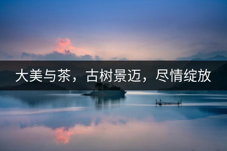 大美與茶，古樹(shù)景邁，盡情綻放