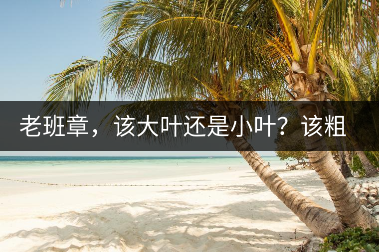 老班章，該大葉還是小葉？該粗老還是細嫩？