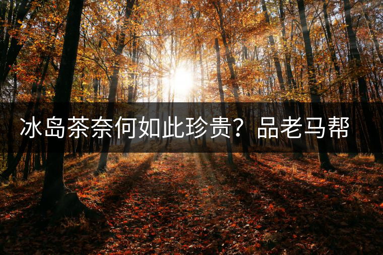 冰島茶奈何如此珍貴？品老馬幫之“冰島老寨”，答案在這里！