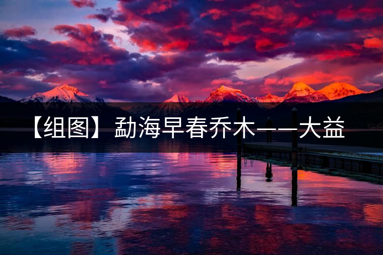 【組圖】勐海早春喬木——大益貢餅開湯