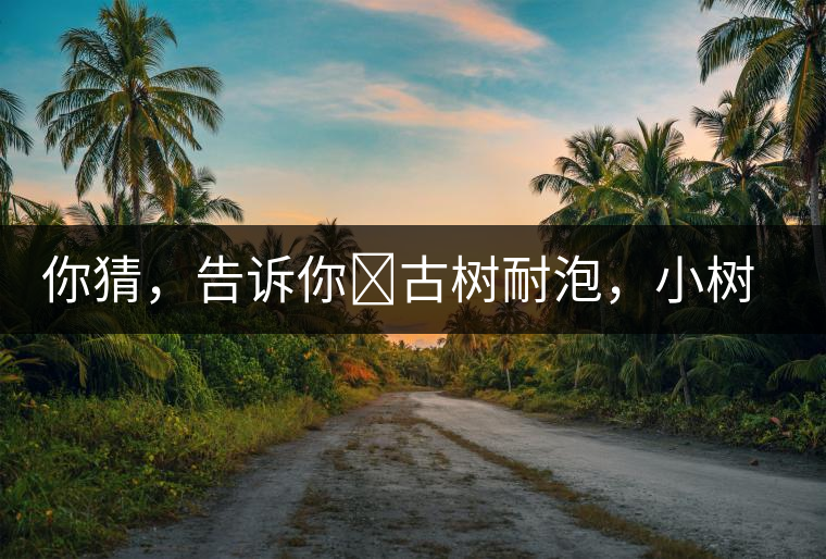 你猜，告訴你?古樹(shù)耐泡，小樹(shù)、臺(tái)地不耐泡都是什么心理？