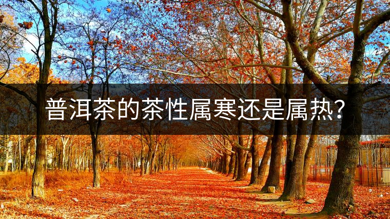 普洱茶的茶性屬寒還是屬熱？
