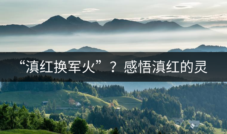 “滇紅換軍火”？感悟滇紅的靈與性！