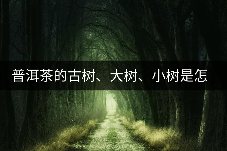 普洱茶的古樹、大樹、小樹是怎樣劃分的？