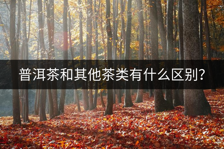 普洱茶和其他茶類有什么區(qū)別？
