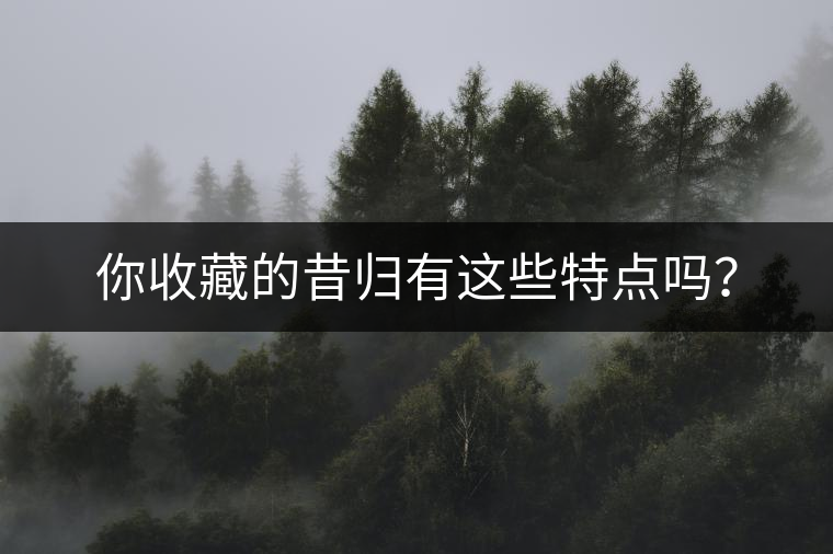 你收藏的昔歸有這些特點(diǎn)嗎？