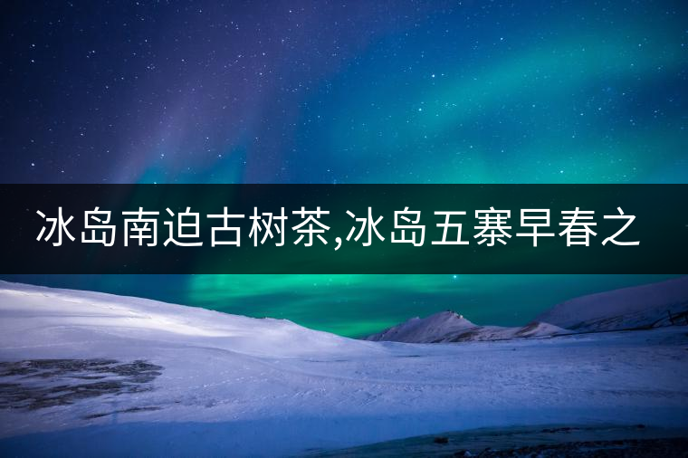 冰島南迫古樹茶,冰島五寨早春之南迫