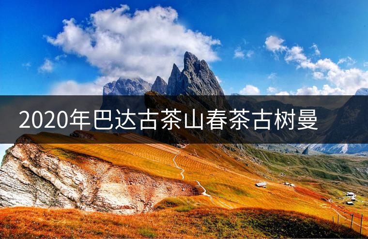 2020年巴達(dá)古茶山春茶古樹曼邁兌普洱茶古樹茶怎么樣？