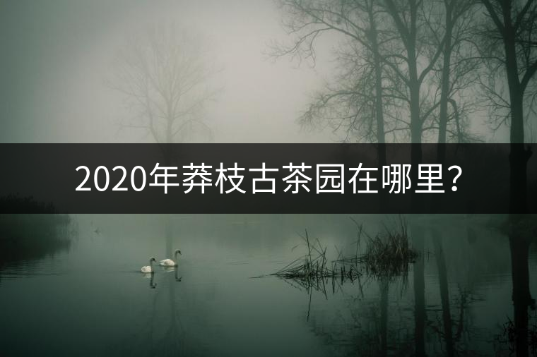 2020年莽枝古茶園在哪里？