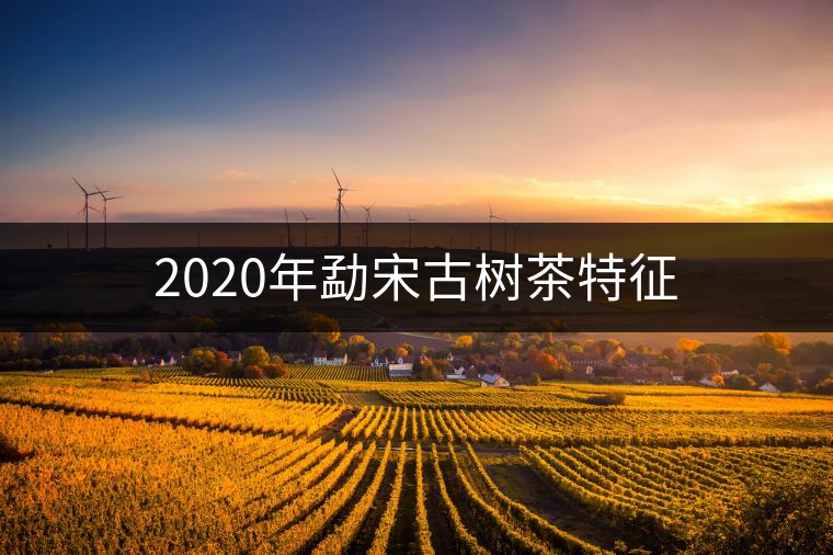2020年勐宋古樹茶特征