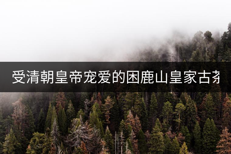 受清朝皇帝寵愛(ài)的困鹿山皇家古茶園2020年春茶價(jià)格特點(diǎn)