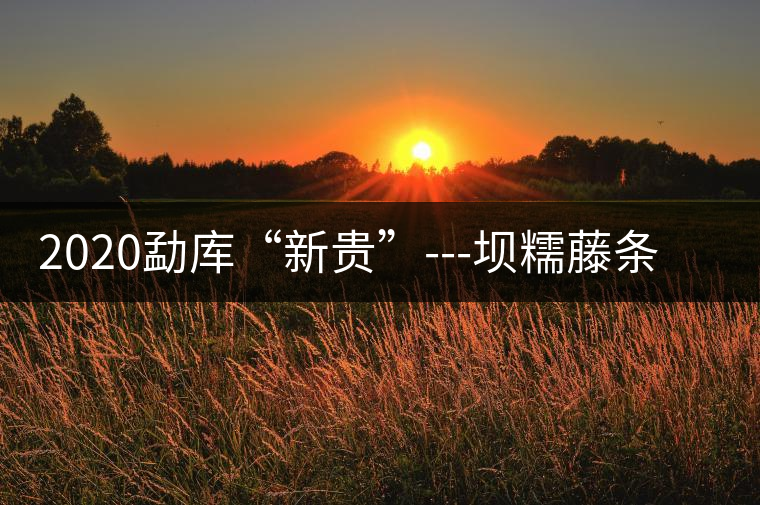 2020勐庫“新貴”---壩糯藤條茶，是如何一夜爆紅的？