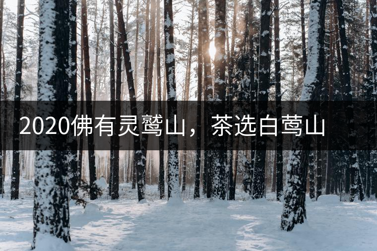2020佛有靈鷲山，茶選白鶯山——白鶯山二嘎子茶