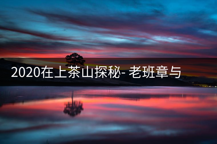 2020在上茶山探秘- 老班章與新班章，一母所生，一念之間，際遇迥異