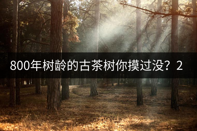 800年樹齡的古茶樹你摸過沒？2020年帶你走進廣別賀開古樹茶之鄉(xiāng)