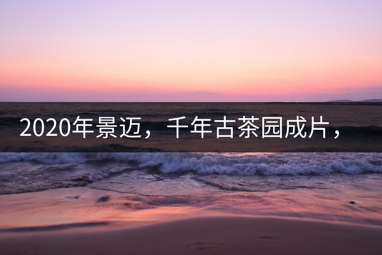 2020年景邁，千年古茶園成片，蘭花香堪稱一絕！