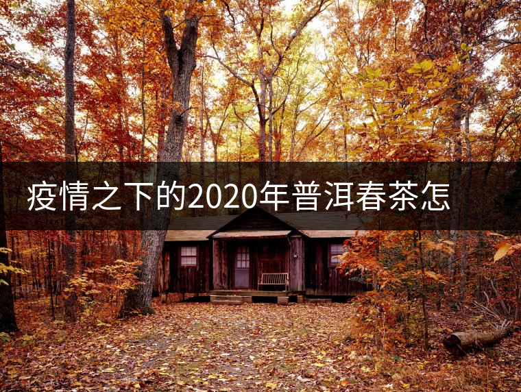 疫情之下的2020年普洱春茶怎么辦？春天會遲到，但一定會來