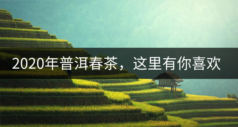 2020年普洱春茶，這里有你喜歡的山頭嗎？