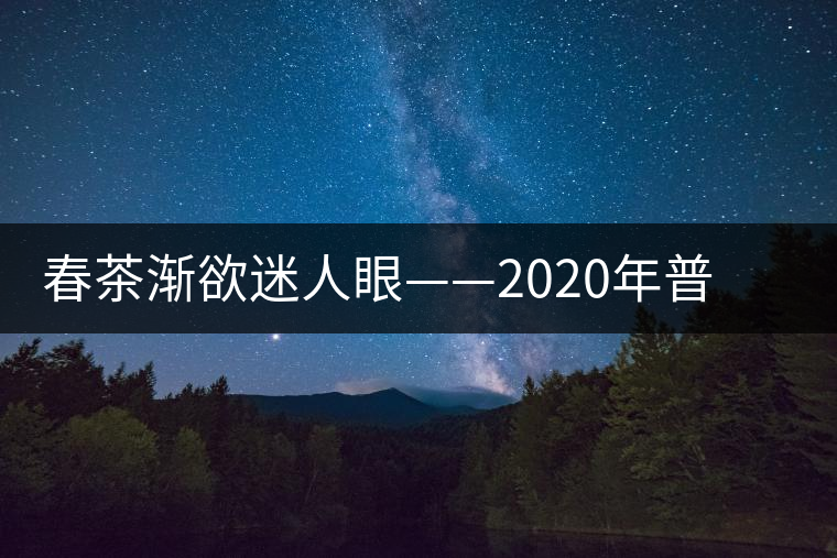 春茶漸欲迷人眼——2020年普洱春茶上市，可別買假了