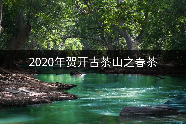 2020年賀開古茶山之春茶