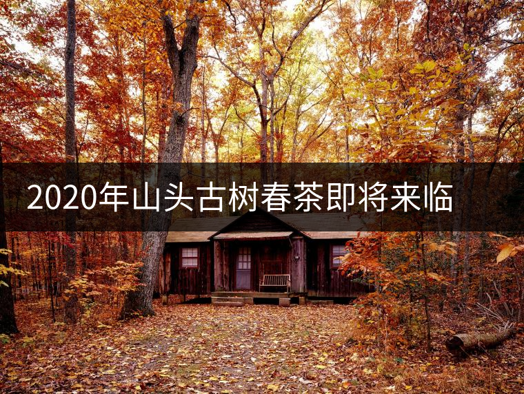 2020年山頭古樹(shù)春茶即將來(lái)臨，開(kāi)啟山頭茶的既然是它
