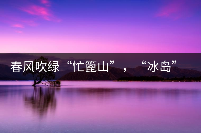 春風吹綠“忙篦山”，“冰島”“老寨”春茶香