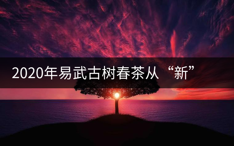 2020年易武古樹春茶從“新”到“老”，如何完成蛻變的？