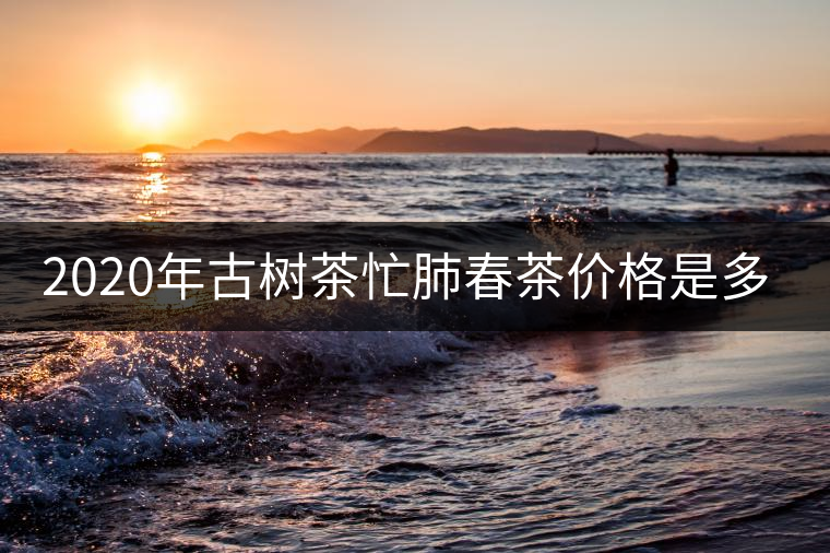 2020年古樹茶忙肺春茶價格是多少？