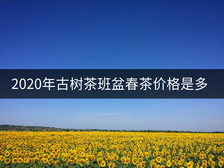 2020年古樹茶班盆春茶價格是多少？