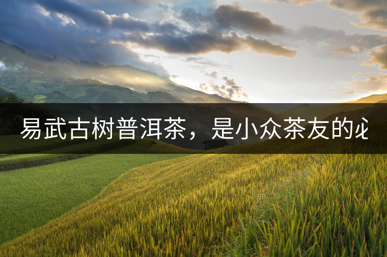 易武古樹普洱茶，是小眾茶友的必選？