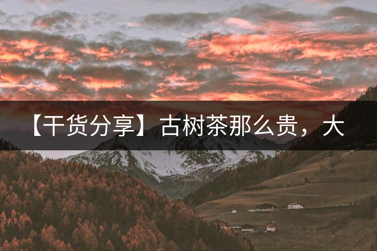 【干貨分享】古樹茶那么貴，大家為什么還在瘋狂追求？