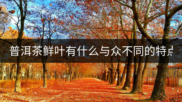 普洱茶鮮葉有什么與眾不同的特點? 普洱茶鮮葉有什么與眾不同的特點?