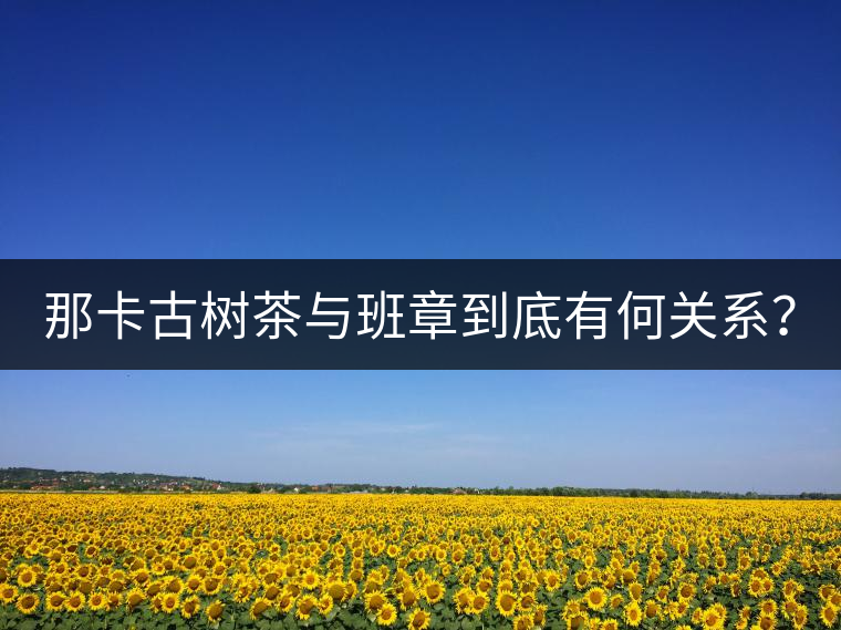 那卡古樹茶與班章到底有何關(guān)系？