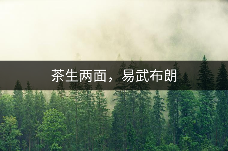 茶生兩面，易武布朗