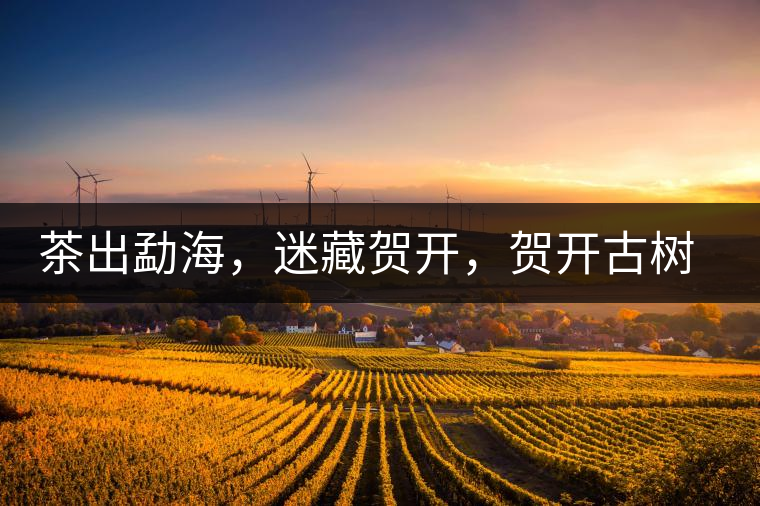 茶出勐海，迷藏賀開，賀開古樹普洱茶