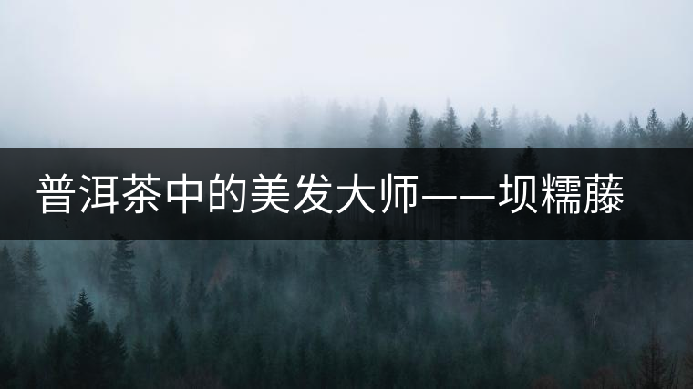 普洱茶中的美發(fā)大師——壩糯藤條茶 普洱茶中的美發(fā)大師——壩糯藤條茶