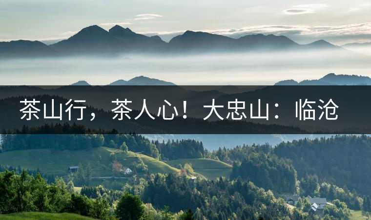茶山行，茶人心！大忠山：臨滄之龍，雪山之熊