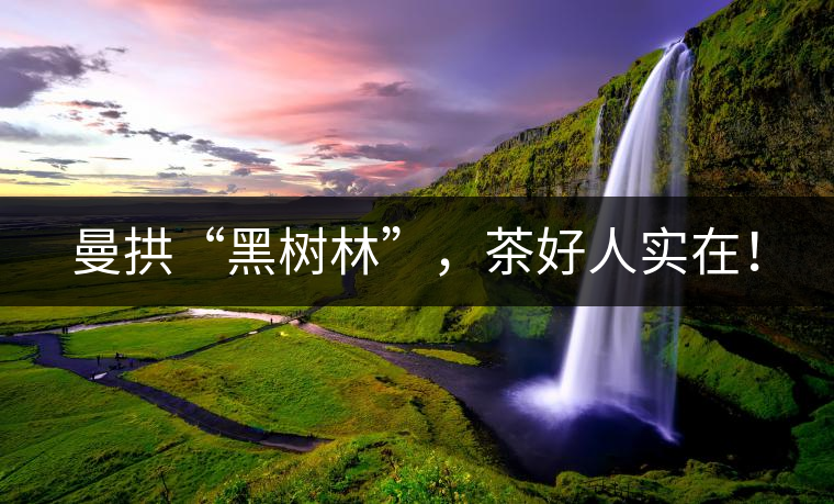 曼拱“黑樹林”，茶好人實(shí)在！