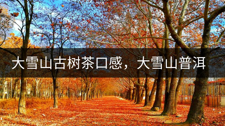 大雪山古樹(shù)茶口感，大雪山普洱茶價(jià)格