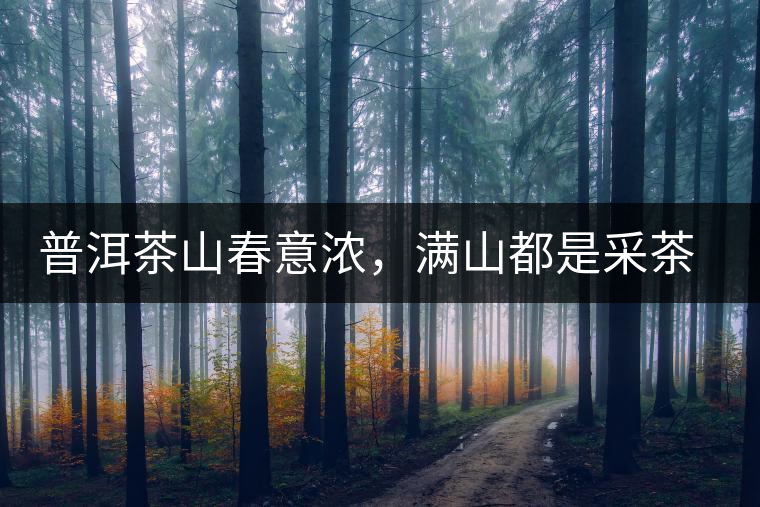 普洱茶山春意濃，滿山都是采茶人