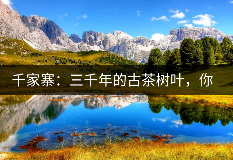 千家寨：三千年的古茶樹葉，你還有機會喝到嗎？