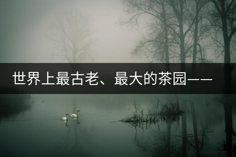 世界上最古老、最大的茶園——芒景