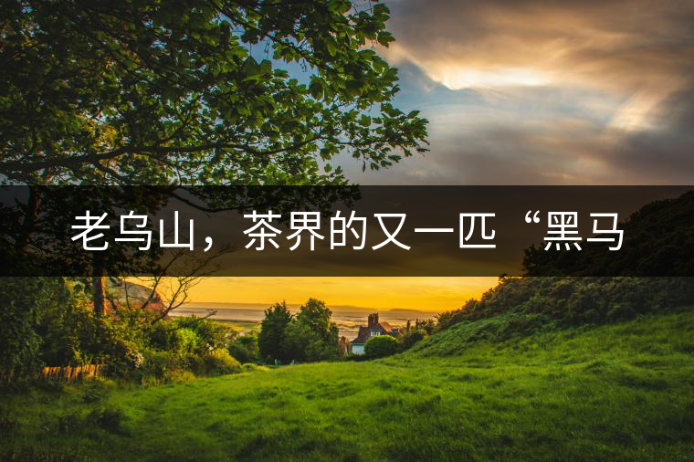 老烏山，茶界的又一匹“黑馬